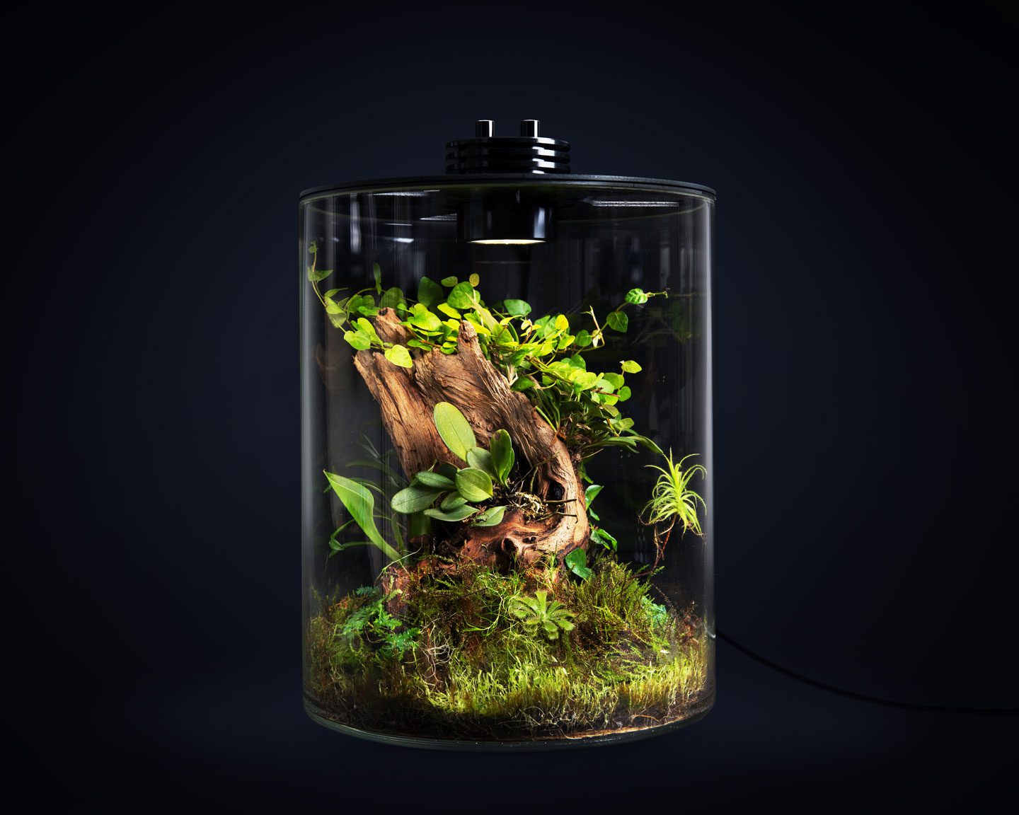 Baiosphere tube with plants and on an dark background