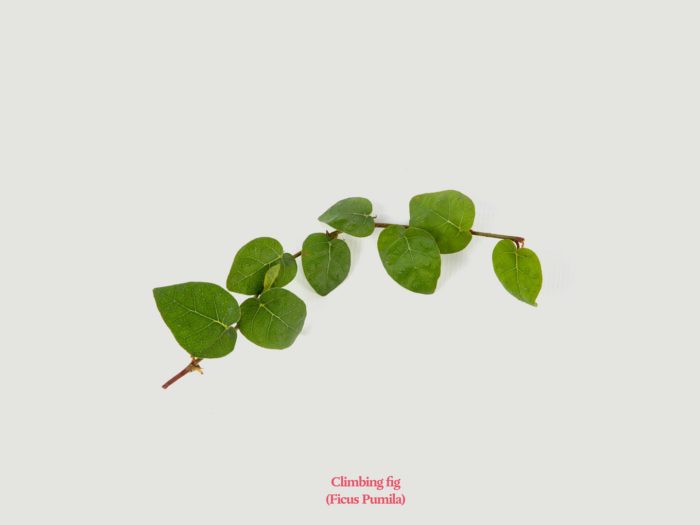 ficus pumila on an white background