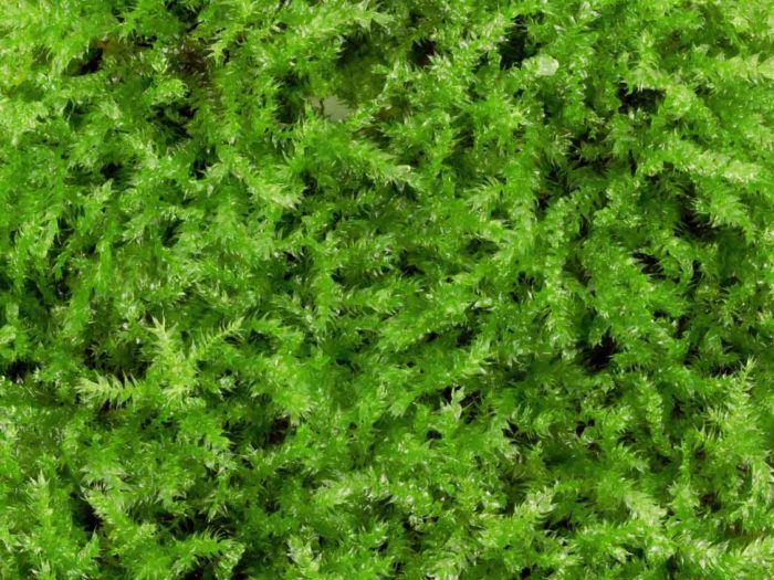 rain moss detail view