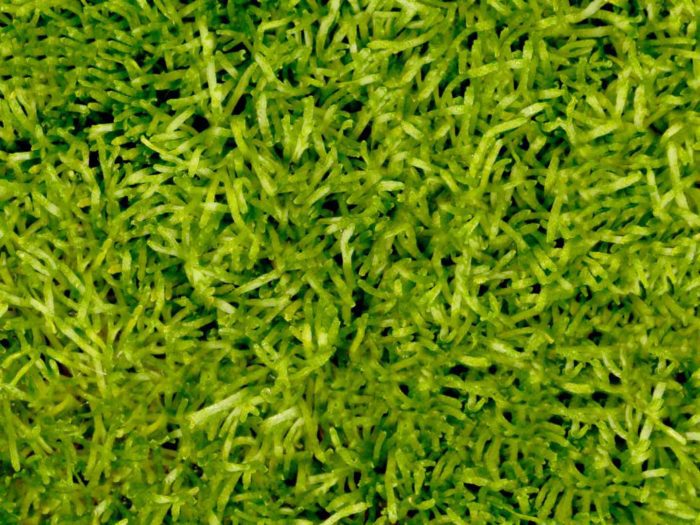 riccia Moss detail view