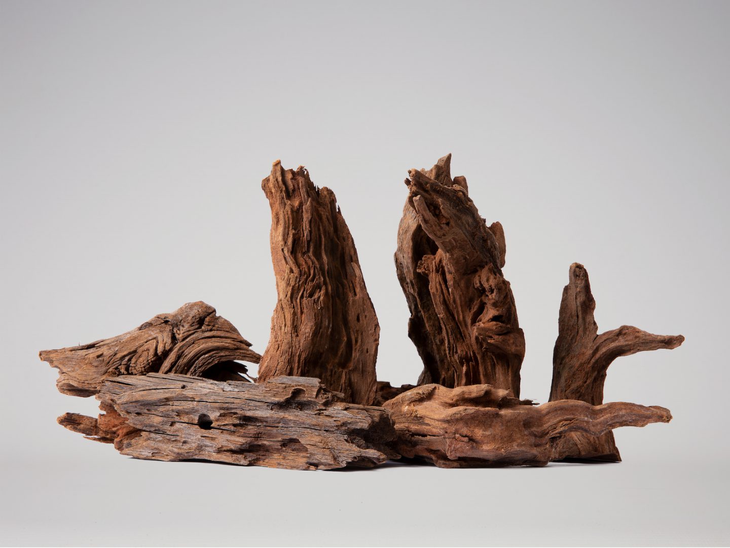 driftwood on an white background